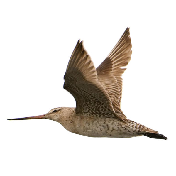 Burung godwit